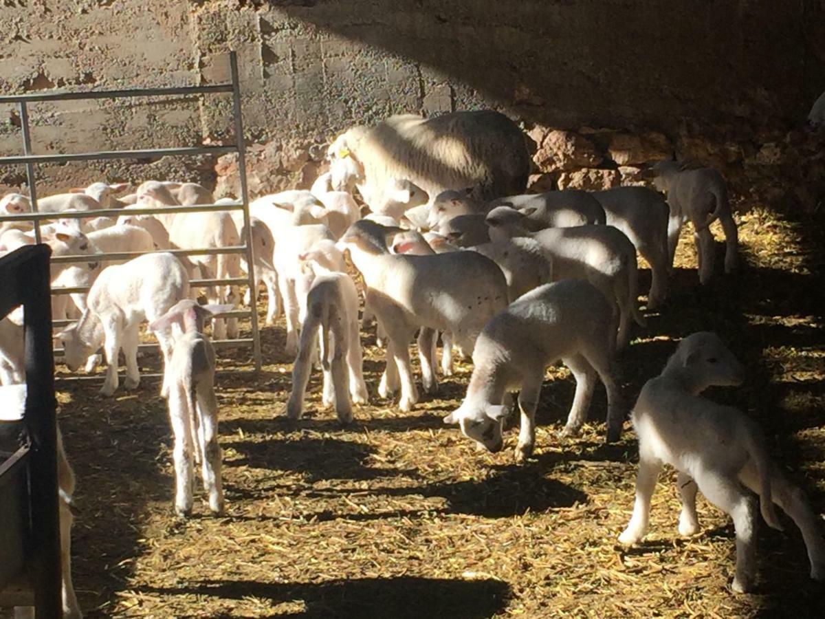Ferienwohnung La Fusteria Del Casat Sarroca de Bellera Exterior foto